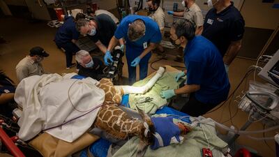 Zoo veterinarians and experts in orthotics at the Hanger Clinic fit braces to Msituni. San Diego Zoo Wildlife Alliance via AP