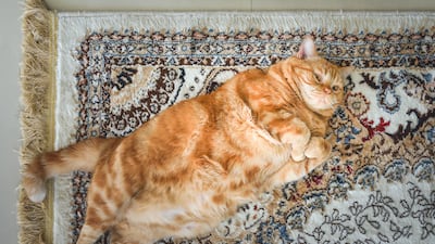 While fat cats may look cute, being overweight can lead to arthritis, liver disease, respiratory issues and even cancer. Getty Images