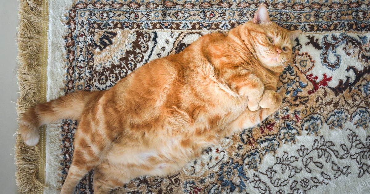 Can Overweight Pets Use Ozempic? UAE Vets Weigh In as Trial Begins - Featured image