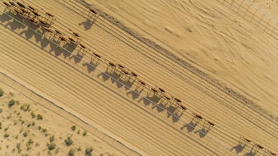 A camel farm features in 'Emirates from Above'. Photo: National Geographic