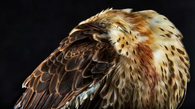 The Falcons of Arabia: Columbia Threadneedle Collection will be open to the public at Emirates Palace for 30 days in the East Wing Corridor.