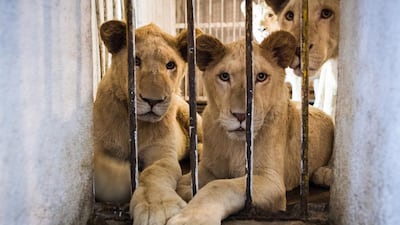 The four rescued lions, known collectively as the 'Lions of Kandahar' sitting inside their feeding enclosure at the Kabul Zoo in Afghanistan on May 11 2017. The lions were rescued in Kandahar and brought to the Kabul Zoo for medical treatment. Ivan Flores for The National