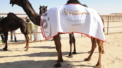 The winners of this year’s camel beauty contest at the Al Dhafra Festival in the Western Region of Abu Dhabi have been crowned. Wam