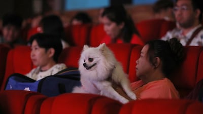 Pets have to wear nappies and sit in bags while the sound and lighting are adjusted for their comfort. EPA