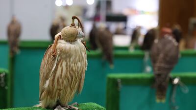 Falcons on display and likely to become the centre of attention as the Adihex crowds increase