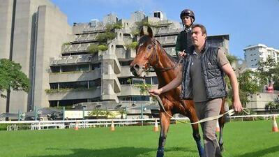 Dunaden trains at Sha Tin Racecourse. Vince Caligiuri / Getty Images