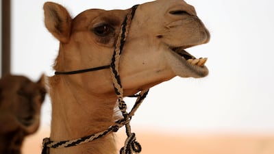 "If the origin of the camel is good, the camel will be good" says Ali Al Darei, 21. Chris Whiteoak / The National