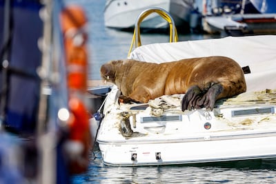 Freya rests on a boat in Frognerkilen, Oslo Fjord, Norway, in 2022. AFP