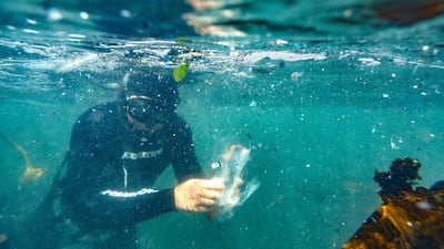 Millions of pieces of plastic, micro plastics and debris are visible in the ocean as a free diver collects litter during the Big Ocean Clean Up in Hermanus, South Africa. EPA