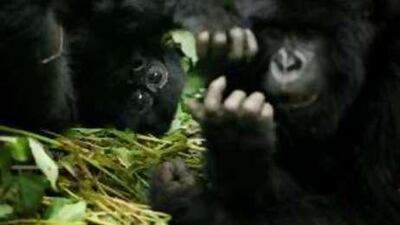 Young mountain gorillas play in Virunga National Park which straddles the borders of Congo, Rwanda and Uganda.