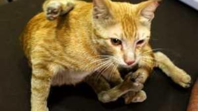 Ajeeb, a street cat with a spare leg, has passed a check-up at the British Veterinary Clinic in Abu Dhabi. Now he just needs a home.