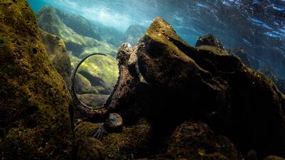 The photo at second place in Coastal and Marine category. Courtesy Galapagos Conservation Trust
