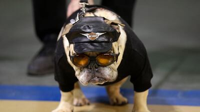 Jazmine Josephine dressed as an easy riding biker dog looks on at the competition.