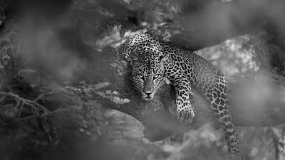 Rajeev Abeysekara, Sri Lanka, winner, National Awards, Sony World Photography Awards 2023