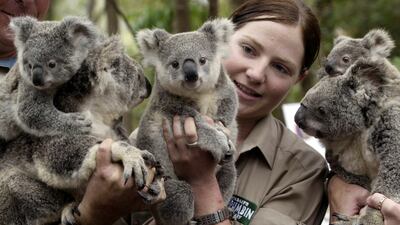 Wildlife officer Lindy Thomas poses with koalas and their joeys produced by artificial insemination at Currumbin Wildlife Sanctuary, Gold Coast, Australia. Reuters