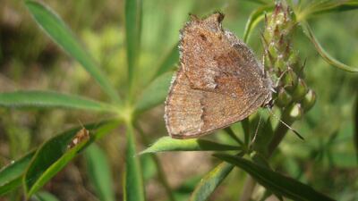 A frosted elfin butterfly on a plant at the Fort McCoy Army Installation in Wisconsin. Tim Wilder/US army via AP)