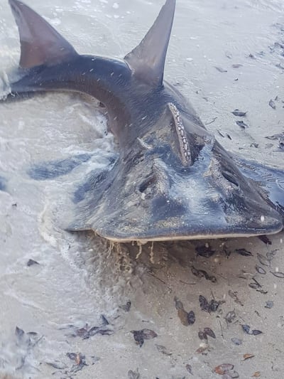 The fish has a wide body, a W-shaped mouth with rounded snout and large shark-like dorsal and tail fins. Courtesy: EAD