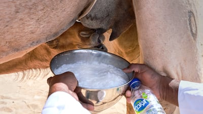 This season is the best for fresh camel milk, according to camel herders