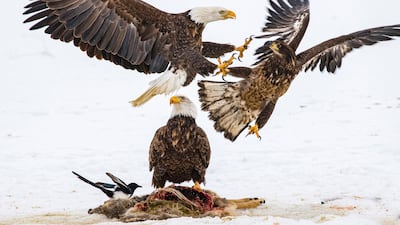 Bald eagles compete for a deer carcass in Montana. Estelle Shuttleworth via AP