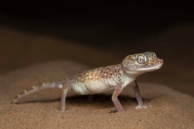 An eco-friendly way to deter geckos is to turn off outdoor lights at night. Photo: Ahmed Al Busaidi