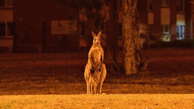 A kangaroo trying to move away from nearby bushfires at a residential property near the town of Nowra in the Australian state of New South Wales. AFP
