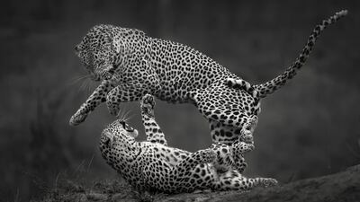 The fauna and flora category winner was 'Leopard jump mono' by Willem Kruger, taken in the Londolozi Reserve, South Africa. Photo: Willem Kruger / Black and White Photo Awards
