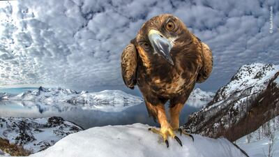 Inquisitive by Audan Rikardsen, Norway. From a hide on the coast of northern Norway, it took Rikardsen three years of planning to capture this majestic bird of prey in its coastal environment. After some time, the golden eagle became curious of the camera and seemed to like being in the spotlight. Audun Rikardsen / Wildlife Photographer of the Year