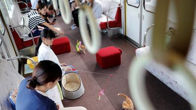 Passengers play with cats, in a train cat cafe. Kim Kyung-Hoon / Reuters