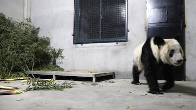 Giant panda Ya Ya in Shanghai, on returning to China after 20 years at Memphis Zoo. Public concerns were raised about her appearance. AP