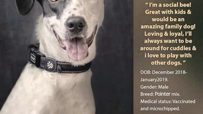 Courtesy Red Paw Foundation