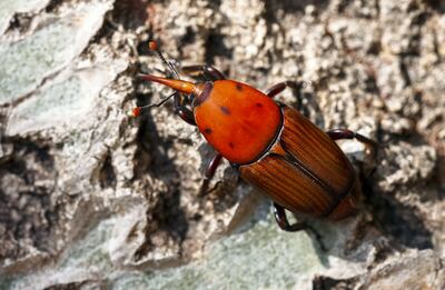 The red palm weevil is a major threat to the UAE's date palms. Getty