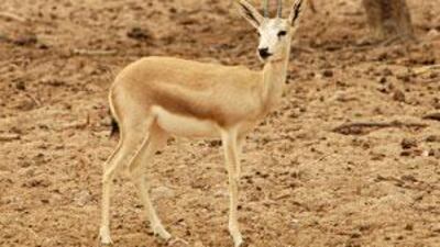 Gazelle are bred in the UAE.