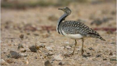 The houbara bustard is endangered, largely because of lost habitat, and because it is traditional prey for falconry.