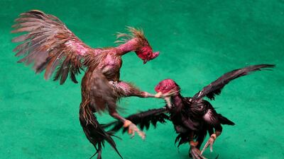 Roosters fight during a match with the highest cash reward of cockfighting in Thai history for more than US$1 million at a stadium on the outskirts of Bangkok, Thailand. Athit Perawongmetha / Reuters