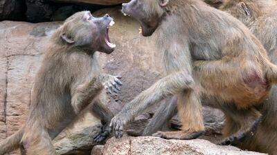 Two hamadryas baboon (Papio hamadryas) quarrel on a rock in their enclosure at zoo in Neunkirchen, Germany. EPA