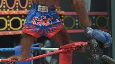 An orangutan celebrates a win in a Muay Thai kickboxing match.