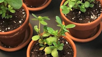 Purslane is a humble succulent and skincare saviour. Courtesy Molecular Cosmetics