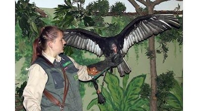 Sherlock, a five-year-old Turkey Vulture being trained to locate human corpses under a project commissioned by the German police.
