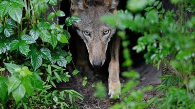 Dogs were found to have evolved two new muscles: levator anguli oculi medialis (or LAOM) in the forehead and retractor anguli oculi lateralis (RAOL) near the side of the eye. AP Photo