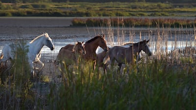 The Doñana Natural Park in Spain is a protected nature reserve featuring a wide variety of ecosystems and wildlife, including several endangered species. Wildlife campaigners fear government plans to grant an amnesty to illegal strawberry farmers will cause irreparable damage to one of the most important biospheres in Europe. AFP