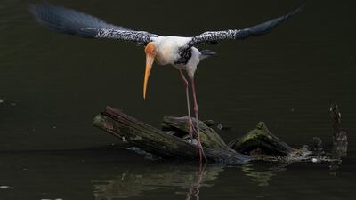 A yellow-billed stork searches for food at wetland in Putrajaya, Malaysia. AP Photo