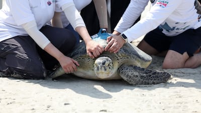 The turtles are released. Turtles being transported from the Louvre and to the sea. Turtle release. Jumeirah Saadiyat Island Beach, Abu Dhabi. Chris Whiteoak / The National
