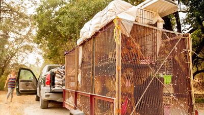 Annette Smart checks on her animals while evacuating during the Creek fire in the North Fork area of unincorporated Madera County, California. Smart evacuated with her twelve dogs, a turtle, three cats, two birds, a bunny and two guinea pigs. AFP