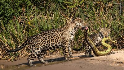 Highly commended: Matching outfits by Michel Zoghzoghi, Lebanon. Zoghzoghi was in the Pantanal, Brazil photographing jaguars. One afternoon, as he was on the Tres Irmaos River, a mother and her cub crossed right in front of his boat. He watched mesmerised as they left the water holding an anaconda with a very similar pattern to their own. Michel Zoghzoghi / Wildlife Photographer of the Year