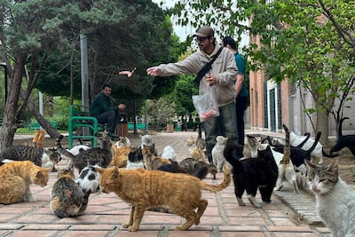 A man feeds stray cats in a park in Tehran. The ceasefire between the US and Iran has now been extended. AFP