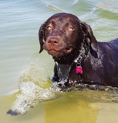Kiva the labrador at Al Qudra lakes before the dog ban.