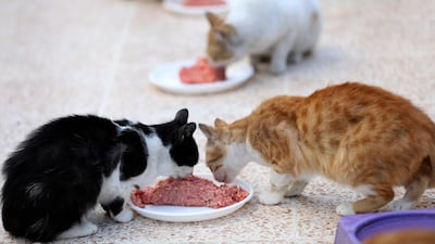 Cats feed on mincemeat at lunchtime at Ernesto's Cat Sanctuary. AFP