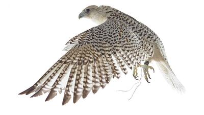 Admission to The Falcons of Arabia: Columbia Threadneedle Collection is free.