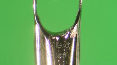 Falcon Courtesy Willard Wigan