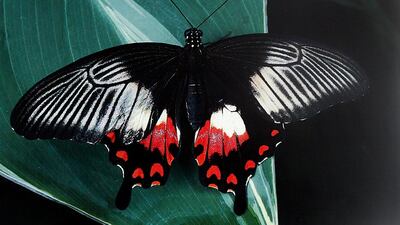 Satish Kumar / The National